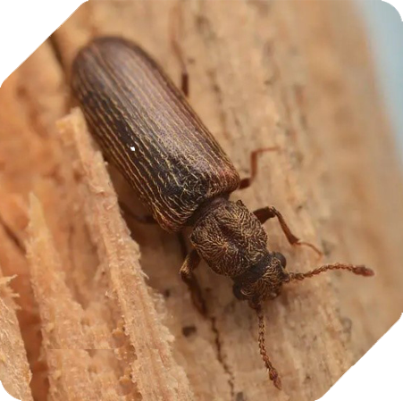 Lyctus brunneus 