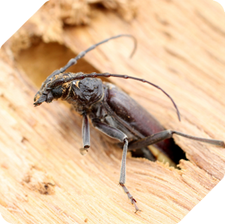 Capricorne des maisons 