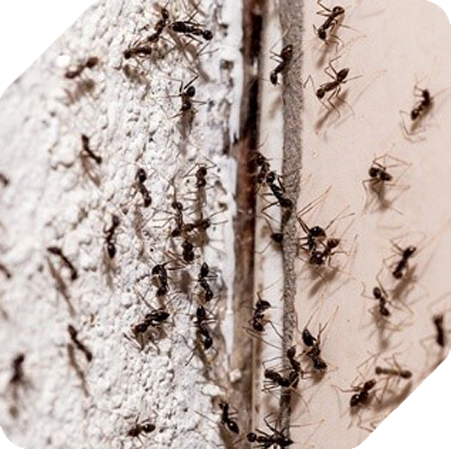 Fourmis Charpentières 